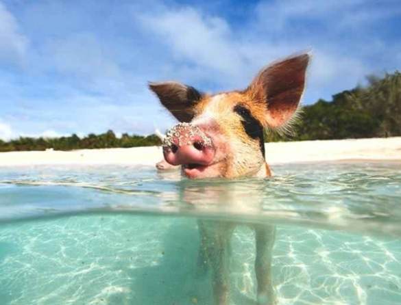 Margaritaville at Sea Paradise Pig Swim.jpeg